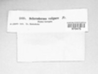 Scleroderma citrinum image